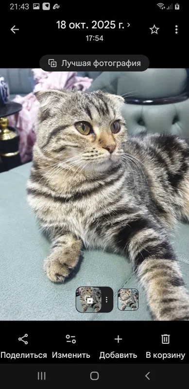 Отдам кошку с котятами