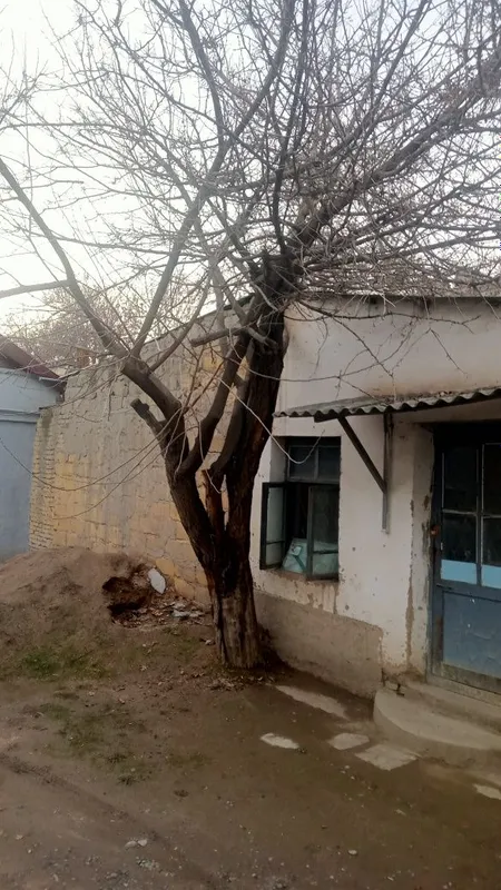 Дерево продается Дерево продается