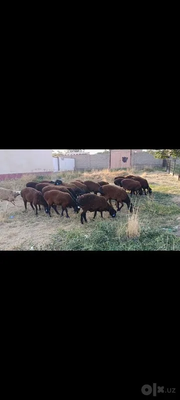 Toza qoli hsori simjun kashtan varyantidan 2 Toza qoli hsori simjun kashtan varyantidan 2