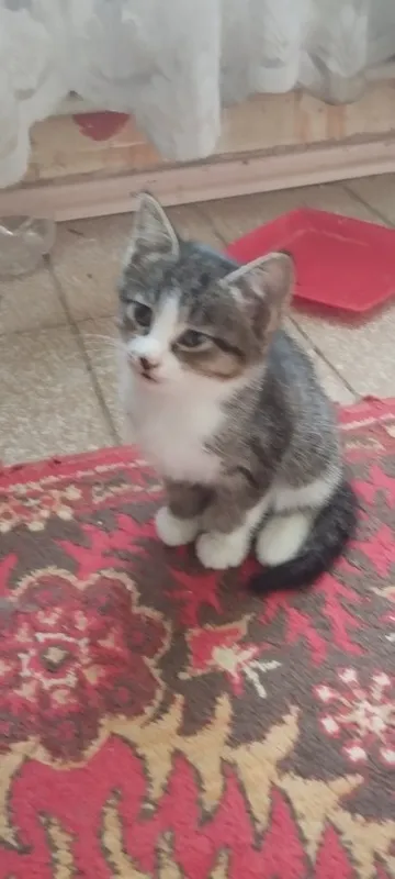 Мушукча. Котёнок