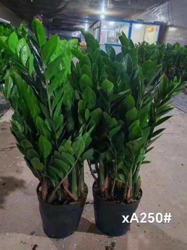 Xona gullari arzon narxlarda 6 Xona gullari arzon narxlarda 6