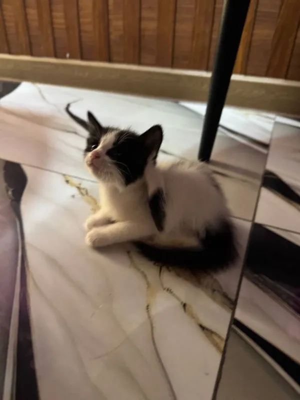 Отдадим котят бесплатно 6 Отдадим котят бесплатно 6