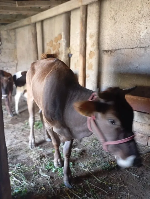 Mol shivet ona bola bolasi navos 3 Mol shivet ona bola bolasi navos 3