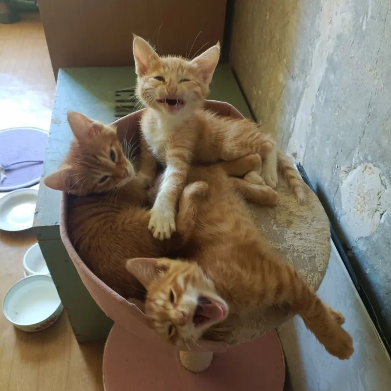 Котята в добрые руки — фото 4 Котята в добрые руки — фото 4