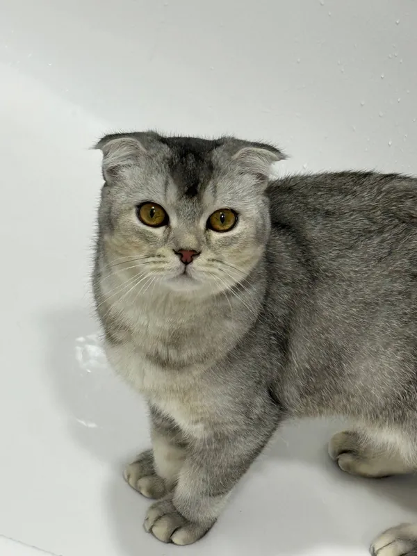 Srochna sotladi Scottish Fold 3