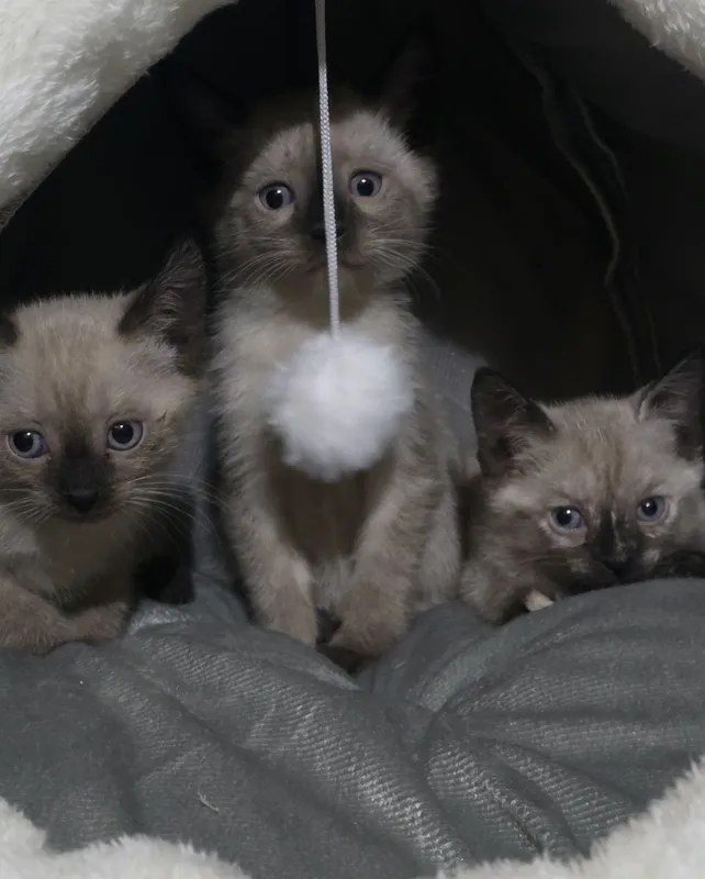 Продаются котята 3