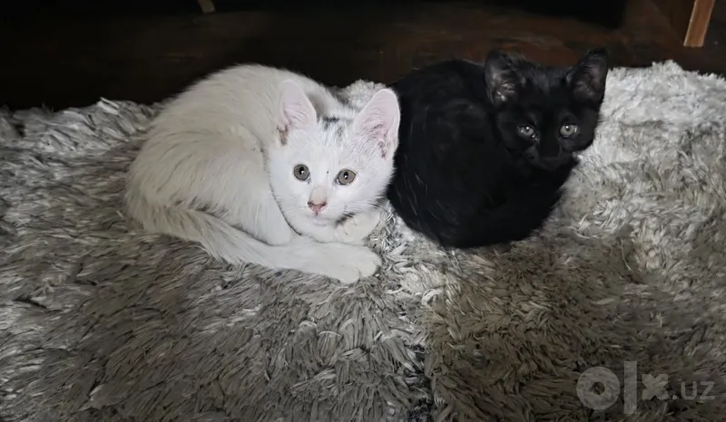 Котята, 2 месяца, бесплатно 1 Котята, 2 месяца, бесплатно 1