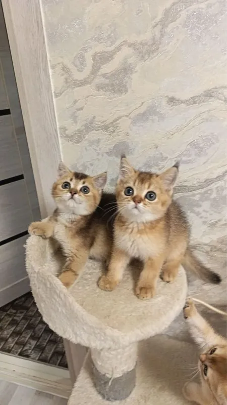 Продаются котятки — фото 5