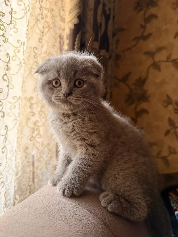 Порода:Скотиш Фолд. — фото 5