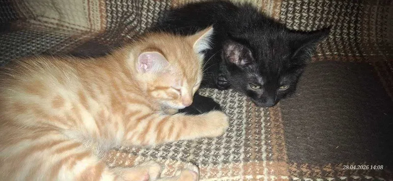 Отдам котят. Два мальчика и девочка 5 Отдам котят. Два мальчика и девочка 5