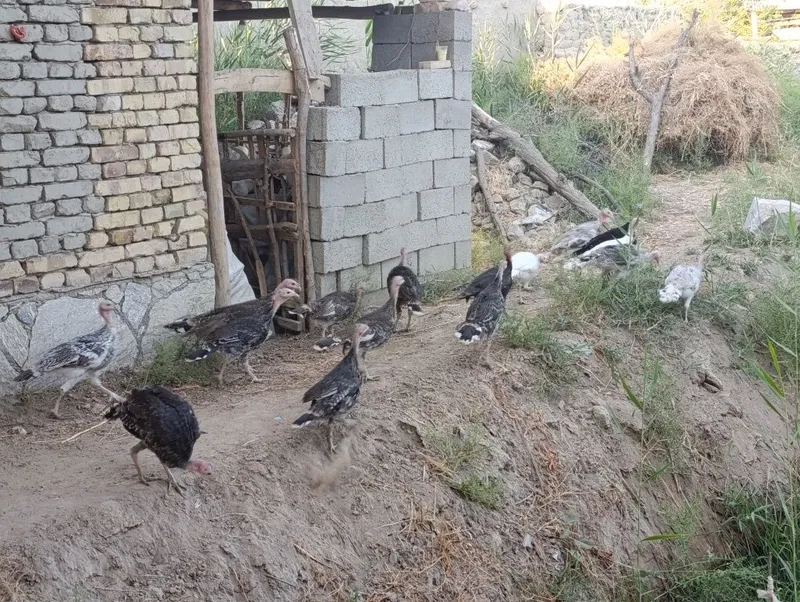 Куркалар сотилади 1