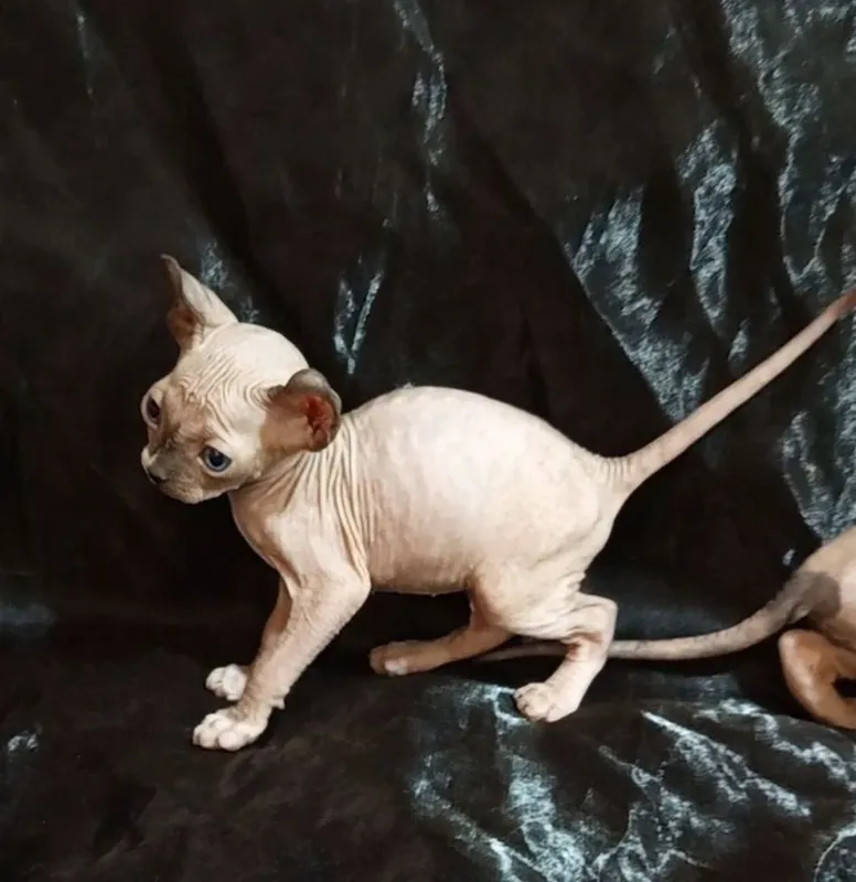 Котята Канадскией сфинксы 6 Котята Канадскией сфинксы 6