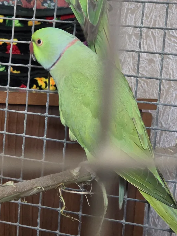 AJIRELIVIY Para sotiladi tayyor kopeytirishga — фото 1
