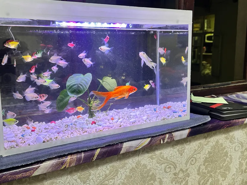 Akvarium sotiladi baliqlari bilan 1