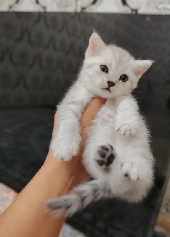 продаются котята шиншилла 3 продаются котята шиншилла 3