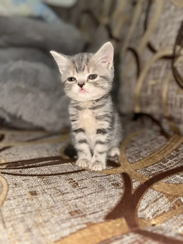 Скотиш страйт котята 1 Скотиш страйт котята 1