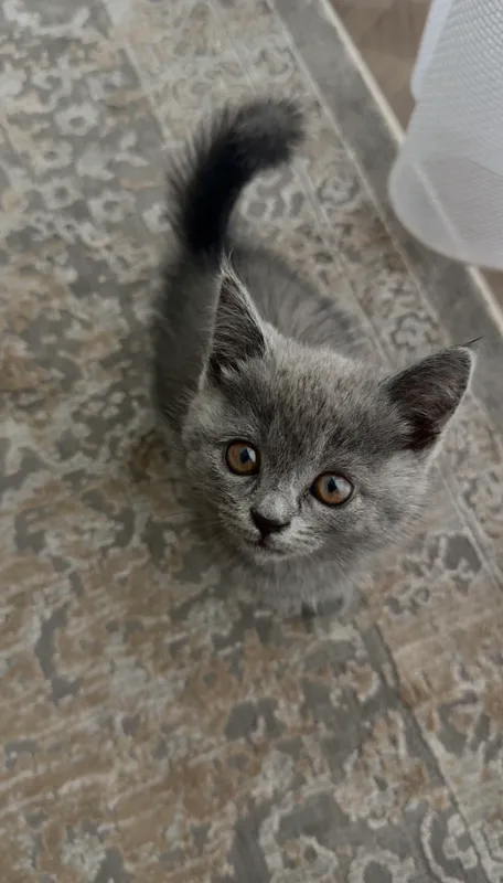 British shorthair — фото 1