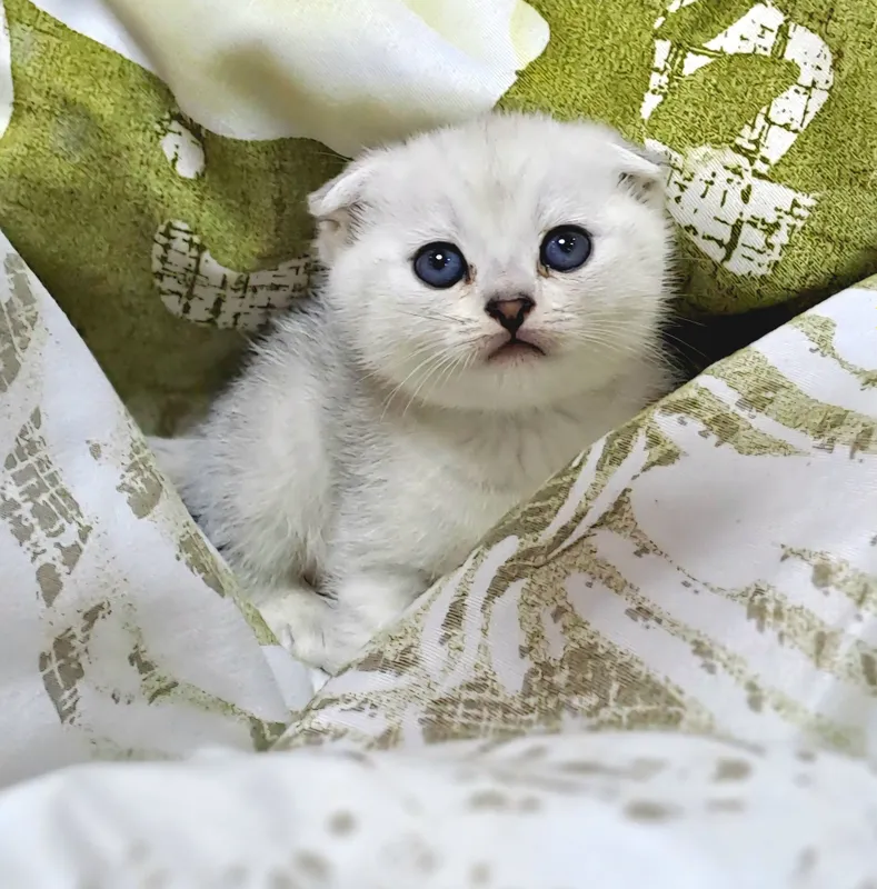 Котёнок от правильной вязки 4