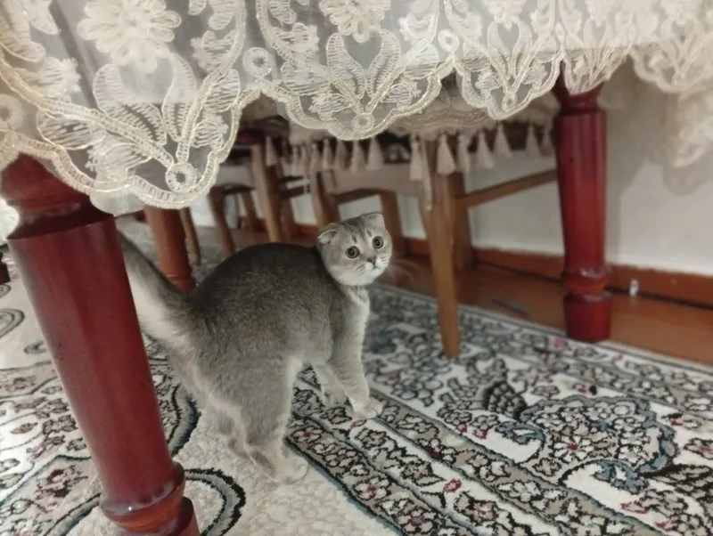 Сотилади СРОЧНО!