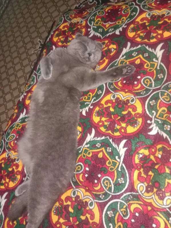 Шотландский скотиш фолд 2 Шотландский скотиш фолд 2
