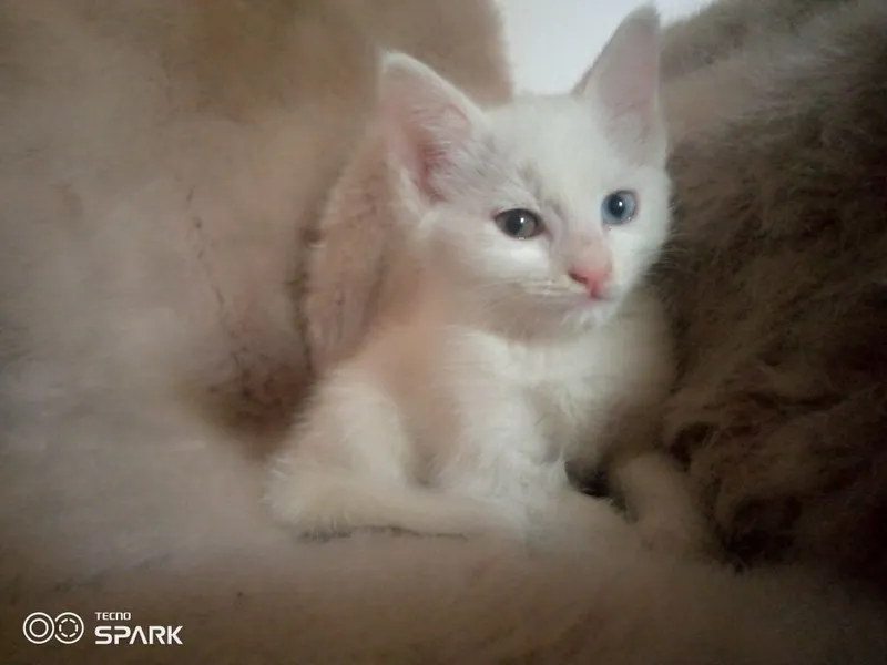 Продам две кошки — фото 2