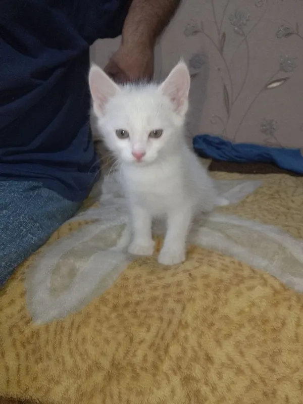 отдам котят в добрые руки 3