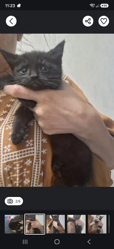 Хорошие кошки 5