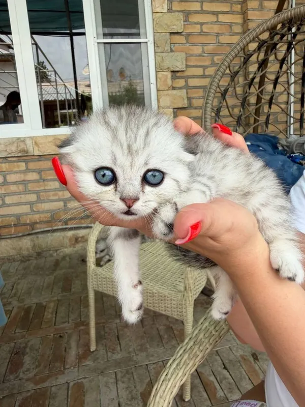 Котята маленькие 2 месяца — фото 6