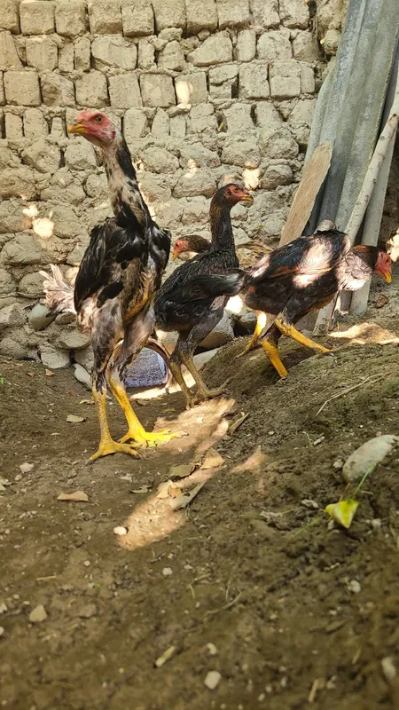 Kareski makyon va dakan 1 Kareski makyon va dakan 1