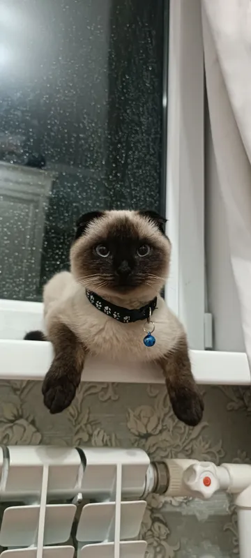 животные кошки 2
