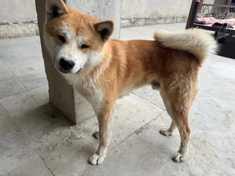 Akita inu zotli it qoni toza narxi 300$ kami bor — фото 3
