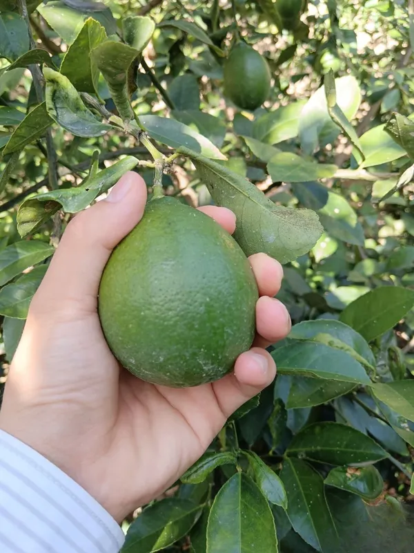 Ko'k limon. Juda yaxshi, 2.3 tonna chiqadi. Surxondaryoda manzil Ko'k limon. Juda yaxshi, 2.3 tonna chiqadi. Surxondaryoda manzil