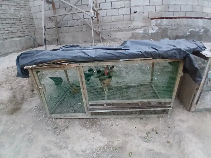 Tovuqlar sotiladi hammasi sog'lom yaxshi xolda narxlar insof bn quylgn