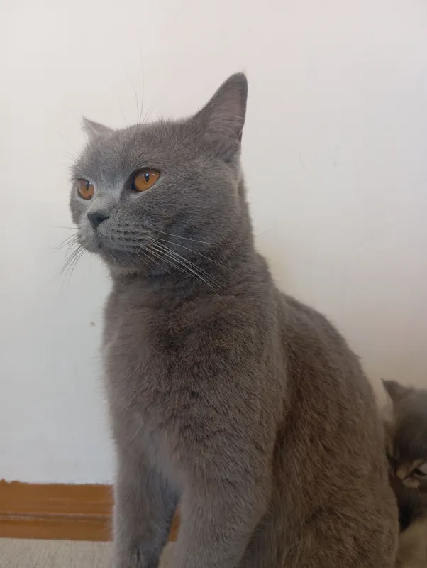 Scottish straight cat — фото 3