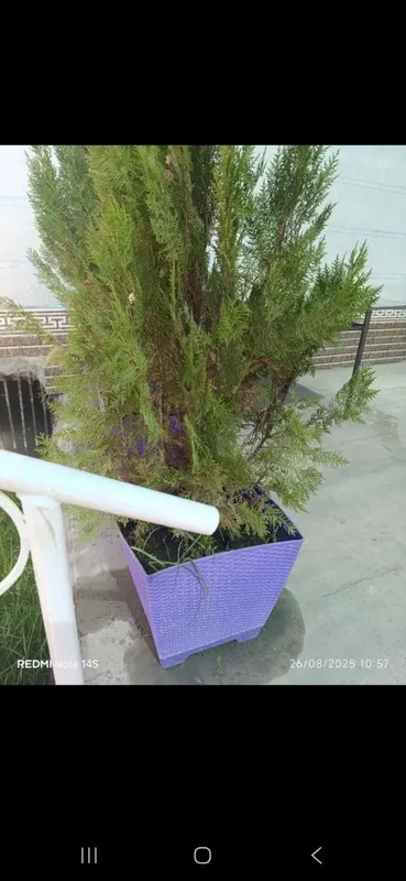 Tayyor tuvakka ekilgan archalar sotiladi. ( kompakt tuya)