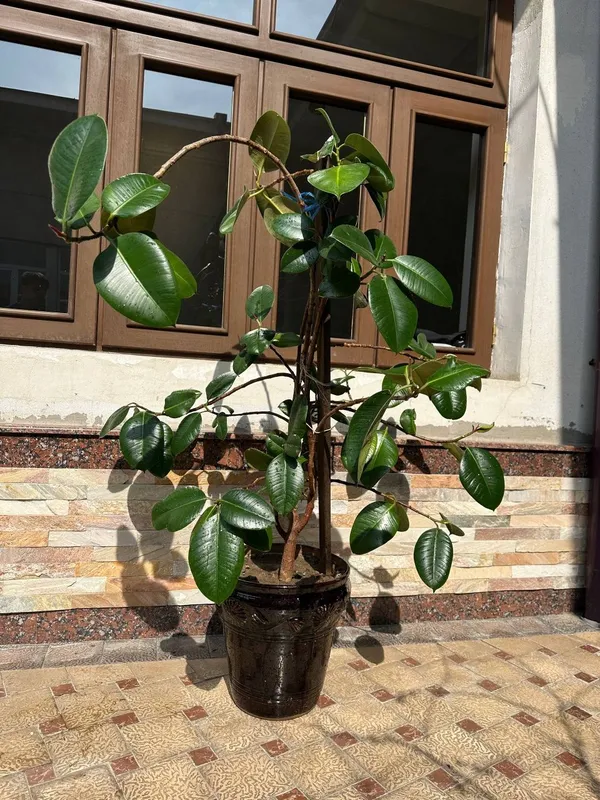 Gullar sotiladi 220 mindan keliwiladi — фото 3