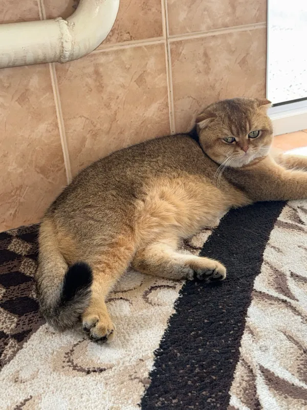 Вязка кота, Симба Киз мушукларни вязкага чакиради — фото 1