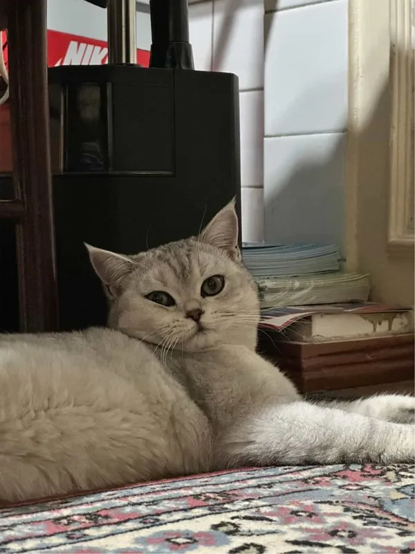 Кошка шиншила вязка — фото 1