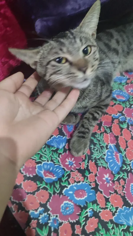 Бесплатно отдаётся котёнок 2 Бесплатно отдаётся котёнок 2