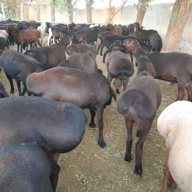 marosim uchun qo'ylar