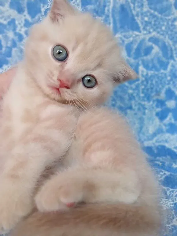 Котята Скоттиш Страйт 1 Котята Скоттиш Страйт 1
