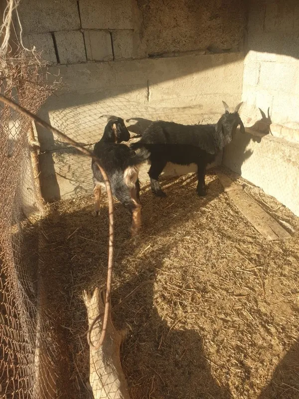 echkilar sotiladi 1