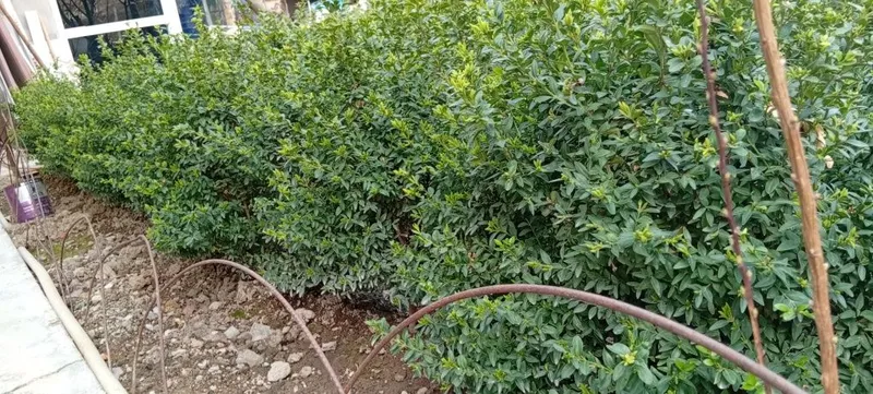 Shamshodlar sotiladi