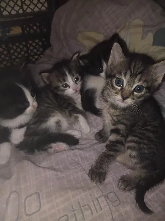 срочно продаётся кошки