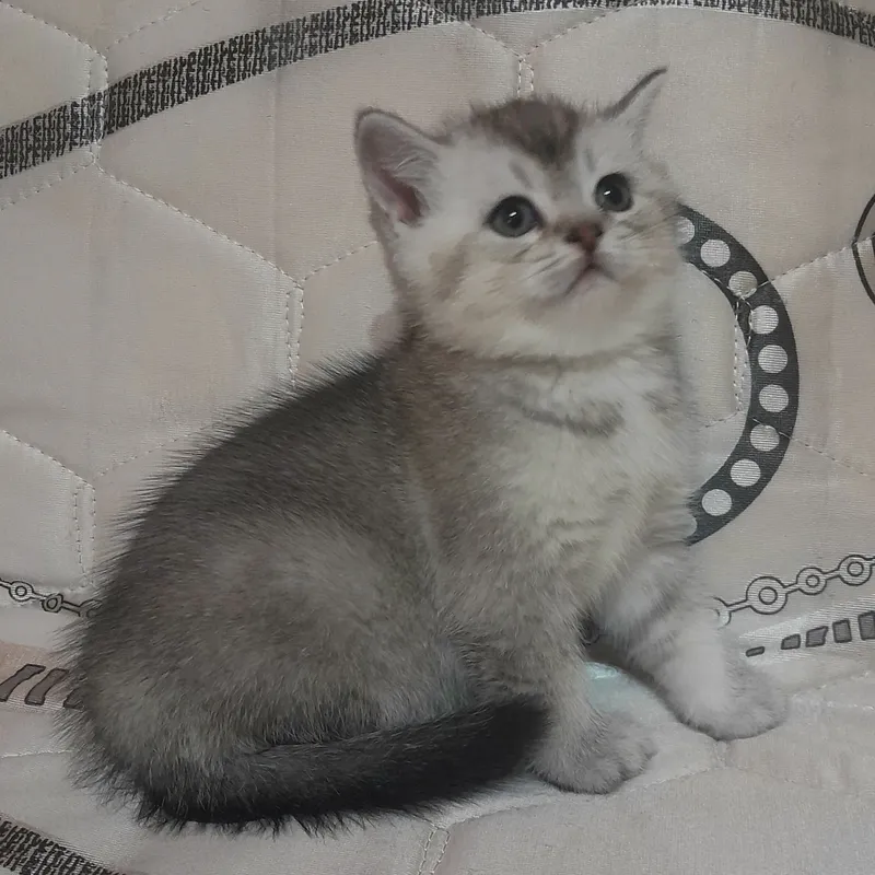 Продаются шикарные котята скотишстрайт,шиншилла. — фото 3