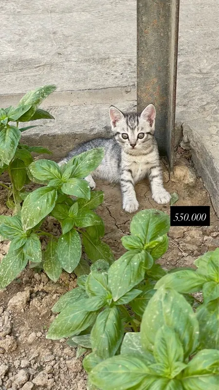Scotsh fold mushuk bollari padarkaga bujetni 3