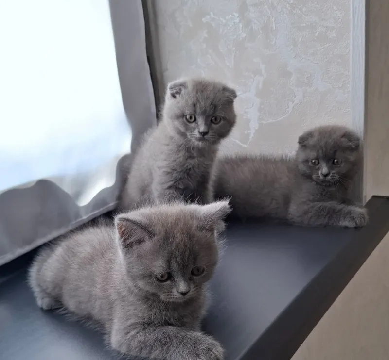 Zoti: scottish strayt. Scottish fold mushukcha sotiladi — фото 1