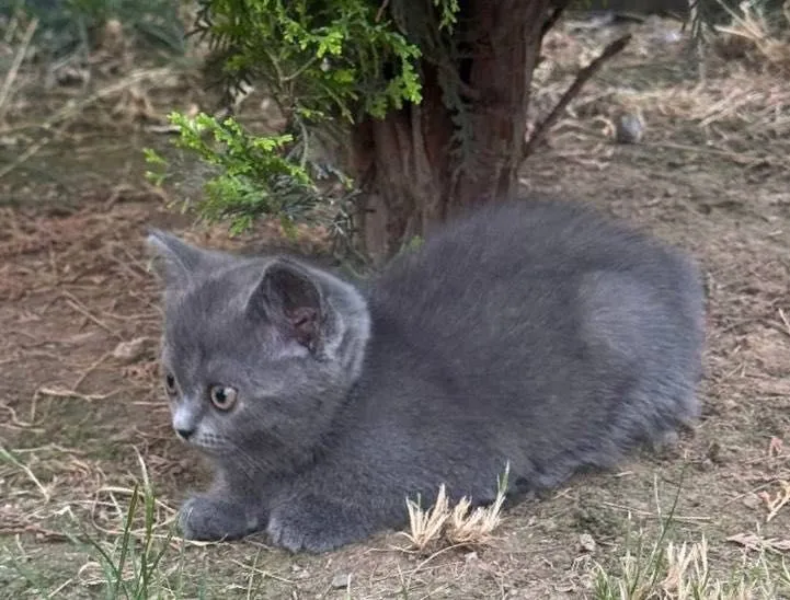 кошка British blue — фото 2