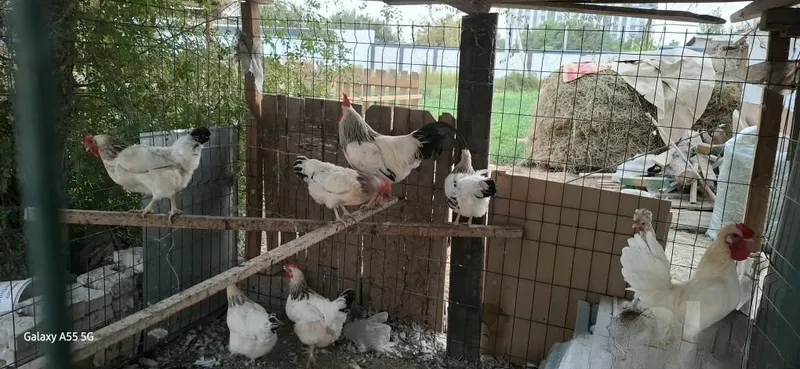 Kurka sotiladi. Adler sariq oyoq toza zot oila sotiladi. 3 Kurka sotiladi. Adler sariq oyoq toza zot oila sotiladi. 3