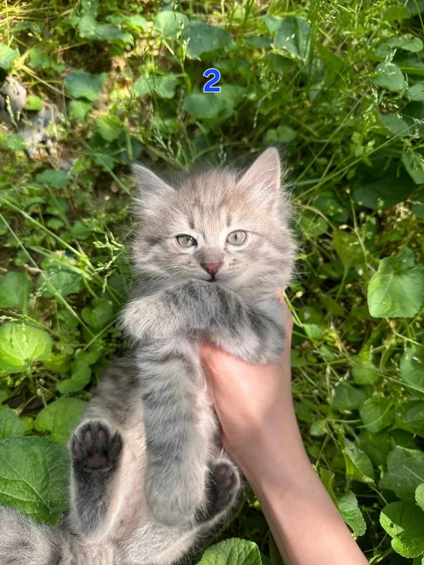Котёнки 1,5 месячные, мальчики — фото 3